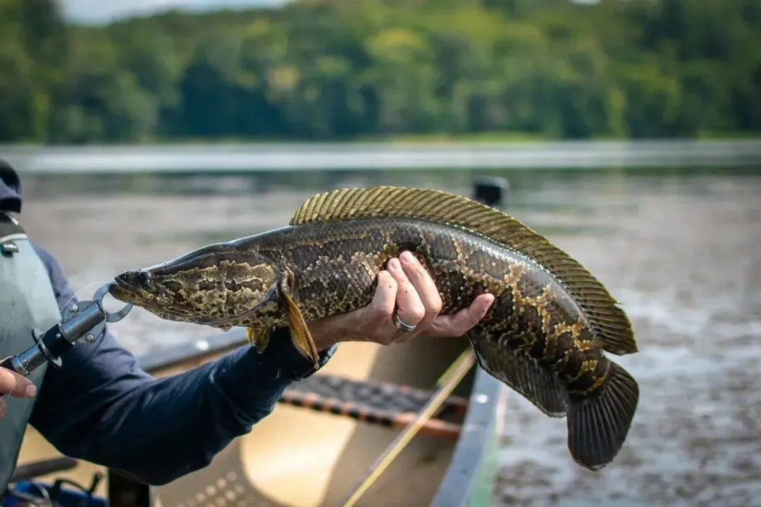 Snakehead pris à la mouche, prédateur d'embuscade des eaux tropicales